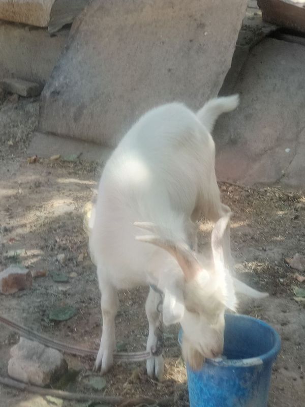 Zodli, hidi bor taka, naslini kopaytrish ⁹