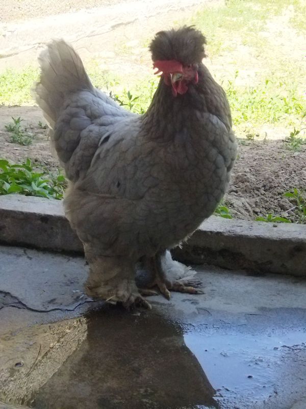 Tovuqlar sotiladi Tovuqlar sotiladi