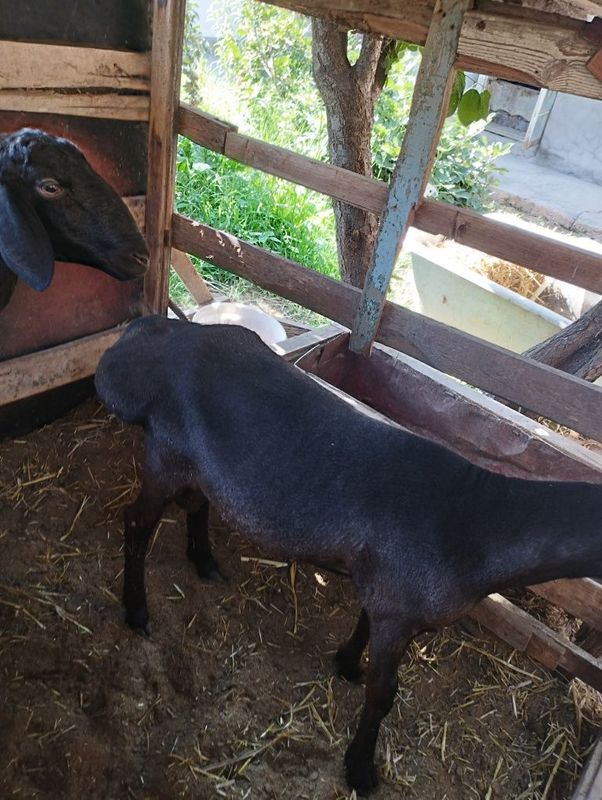 Qoʻylar sotiladi Qoʻylar sotiladi
