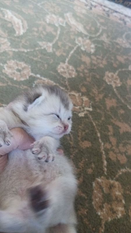 Котята шиншилла