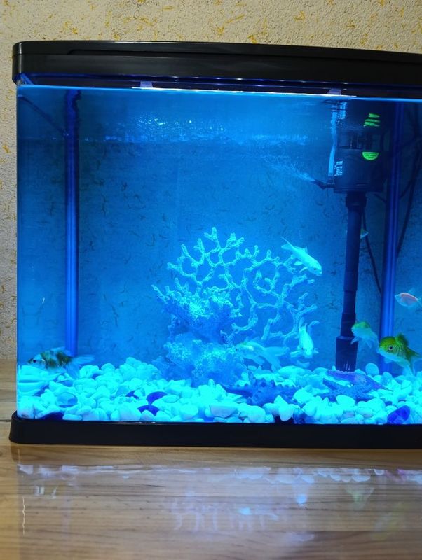 Akvarium sotiladi baliqlari bilan
