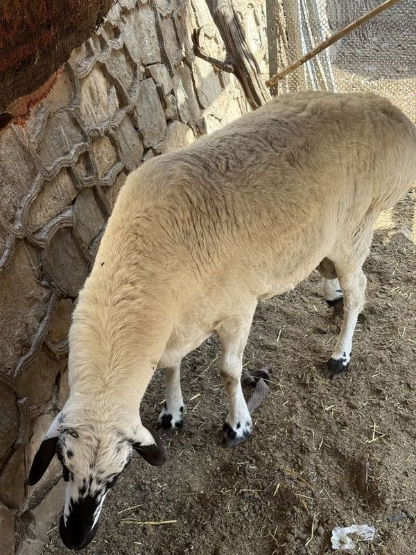 Qóchqor sotiladi oladiganlar tel qilsin Qóchqor sotiladi oladiganlar tel qilsin