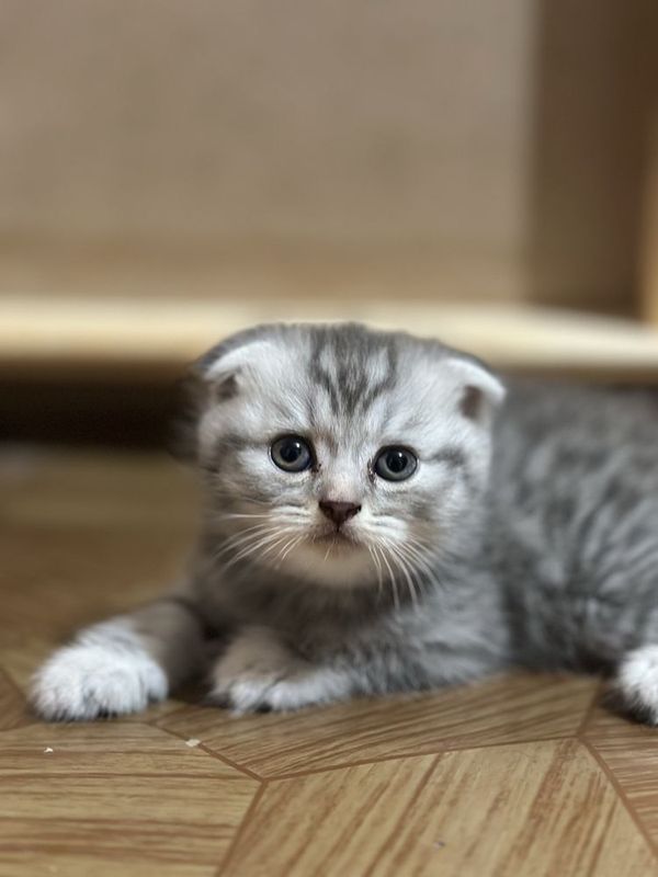 Мушукла сотилади