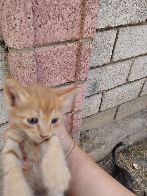 Котята мальчики отдам в добрые руки 1,5 месяца Котята мальчики отдам в добрые руки 1,5 месяца