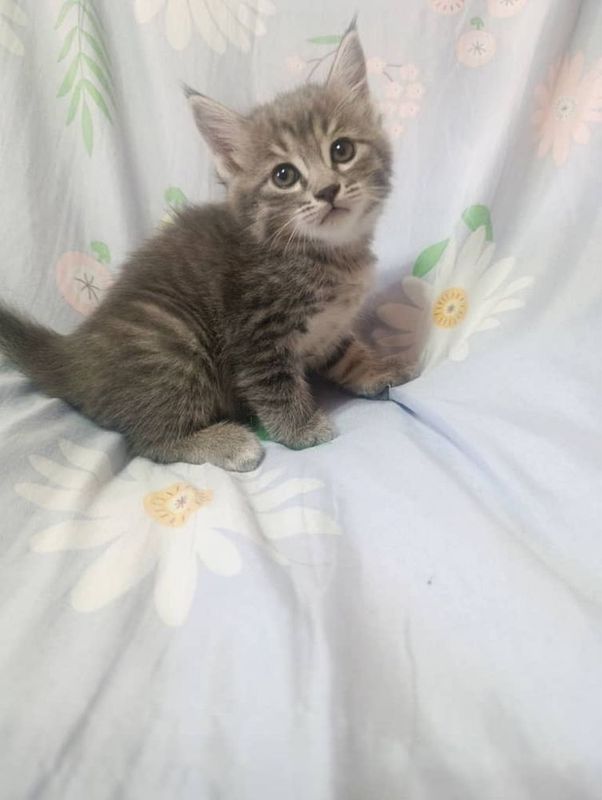Котята домашние пристраиваем за символическую плату чистые и умные Котята домашние пристраиваем за символическую плату чистые и умные