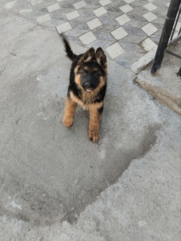 Nemetiski afcharka Nemetiski afcharka
