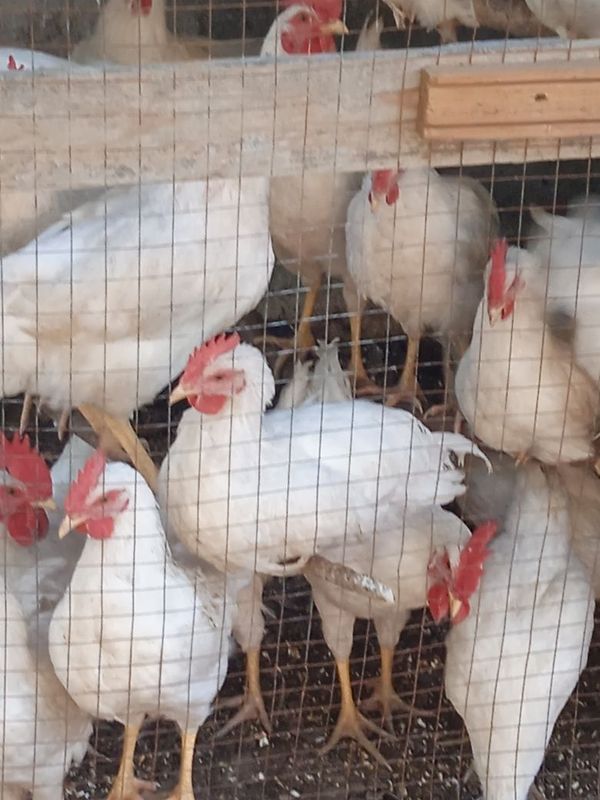 Продам молодых петушков и кур.