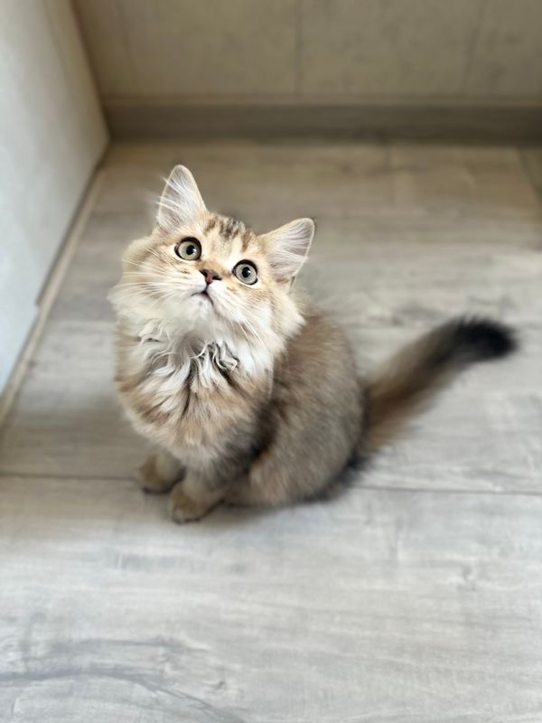 Продается кошка шиншилла Продается кошка шиншилла