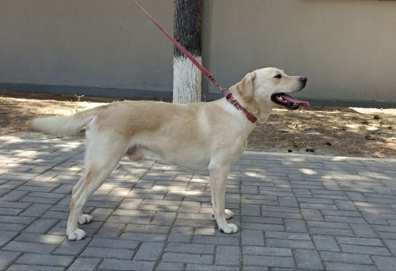 Labrador sotiladi