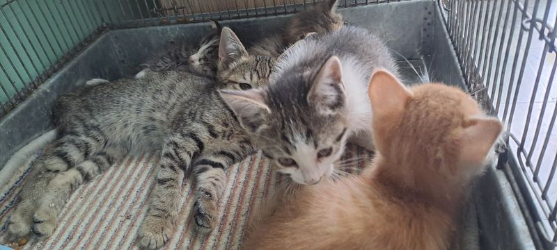 Отдам котят в добрие руки Отдам котят в добрие руки