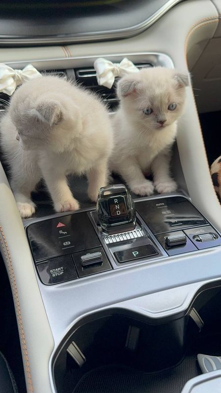 Кошка Кошка
