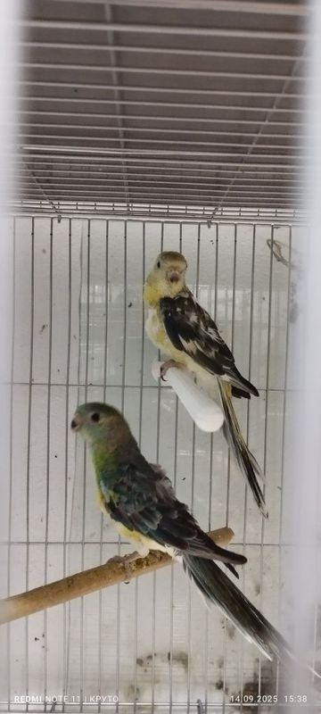 Певчий тўти болалари битта мода битта нар 2 ойдан ошди ўзимики