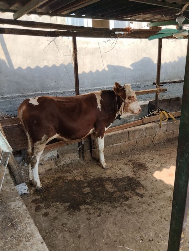 Semintal buqacha sotiladi