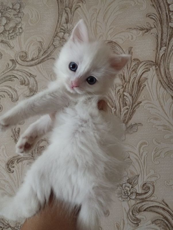 чистокровный котенок породы турецкая ангора.