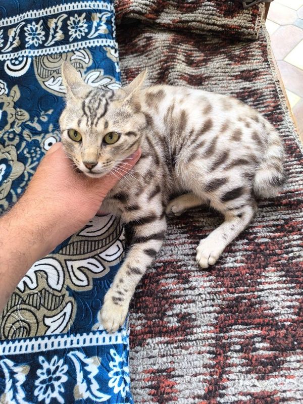 Bengalski mushuk erkak sotiladi Bengalski mushuk erkak sotiladi