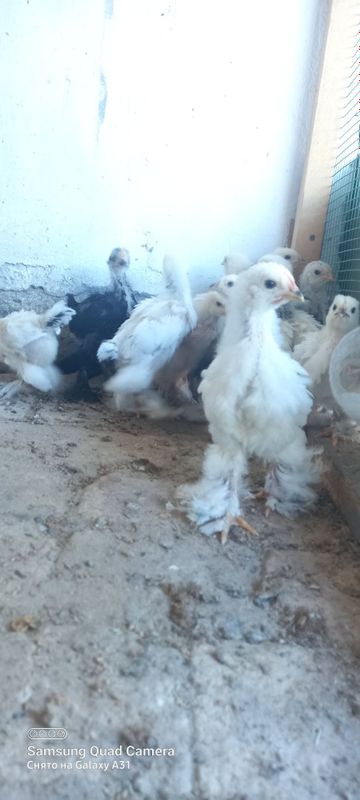 Toza parodali brama tovuq tuxumlati sotiladi.