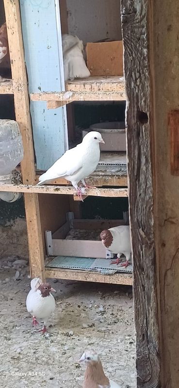 Kabtarlar sotiladi ucishi yaxshi eron bn bakinski umumiy 7 ta kabtar. Kabtarlar sotiladi ucishi yaxshi eron bn bakinski umumiy 7 ta kabtar.