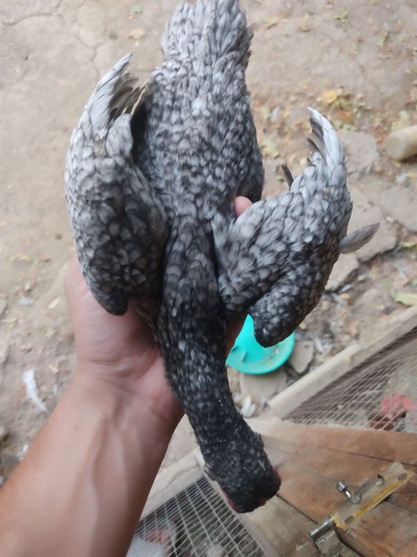 Ko shamo 2 ta kotta 6 oylik tovuq 1+1 2 oyli joʻja va bentam xoʻroz Ko shamo 2 ta kotta 6 oylik tovuq 1+1 2 oyli joʻja va bentam xoʻroz
