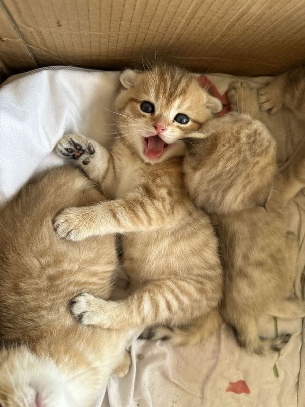 Котята от правильной вязки Котята от правильной вязки