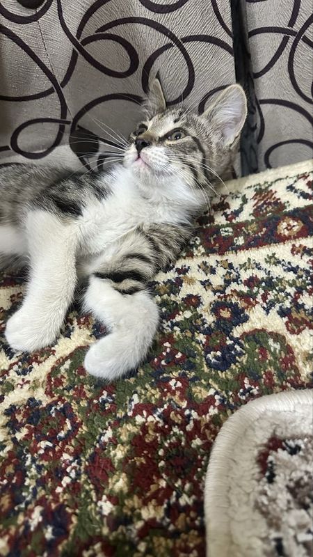Отдам даром хорошие руки мальчик Отдам даром хорошие руки мальчик