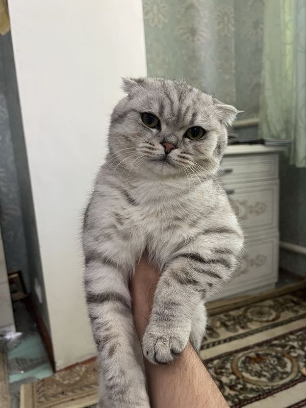 Scottish fold 7 oylik aqilli oyinqaroq Scottish fold 7 oylik aqilli oyinqaroq