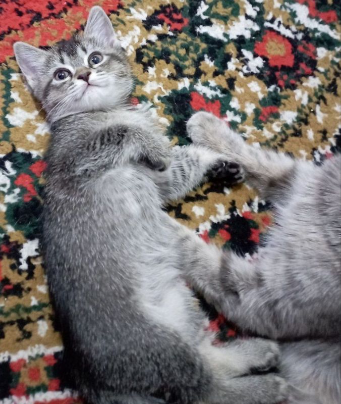 Маленький котенок Маленький котенок