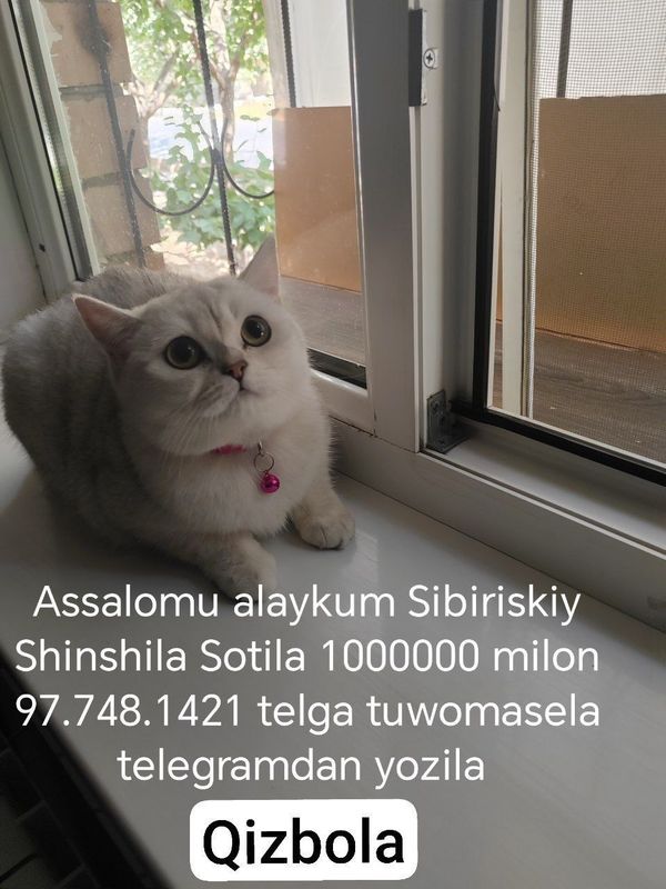 Мушук пародали бор