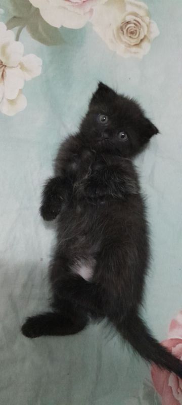 Котёнок 2 месяца Котёнок 2 месяца