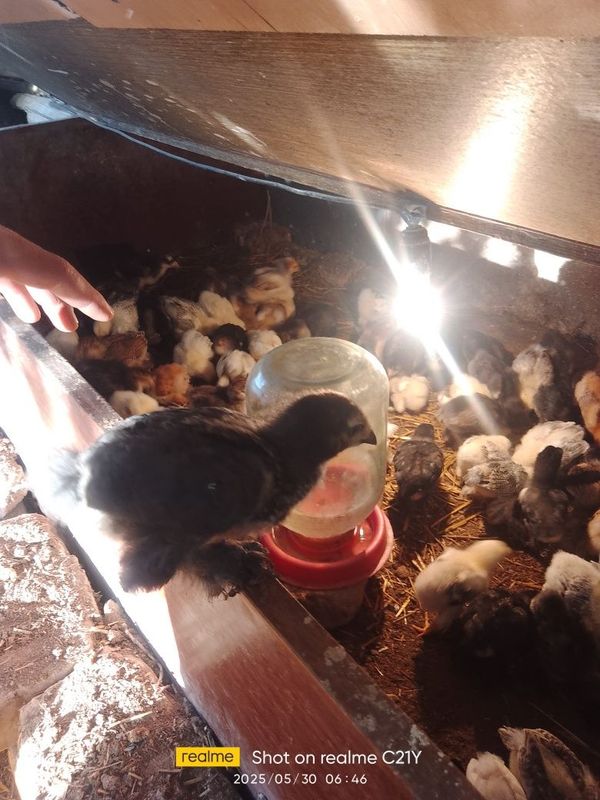 Brama tovuq j6jalari sotiladi Brama tovuq j6jalari sotiladi