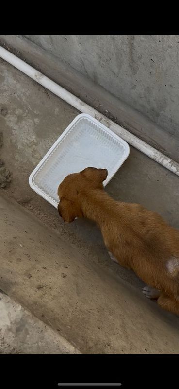 Бездомной собаке нужен дом