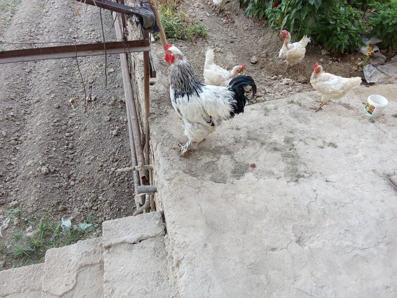 Brama horoz uyda boqilgan