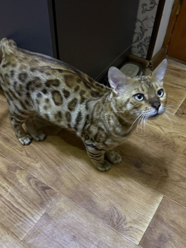 Bengalski mishuk sotiladi, jinsi erkak