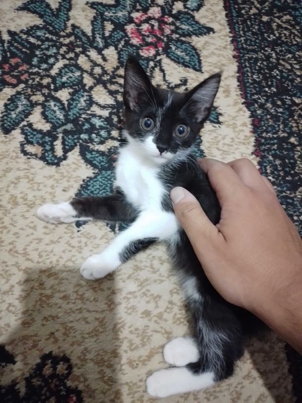 Маленкий мылий Котик