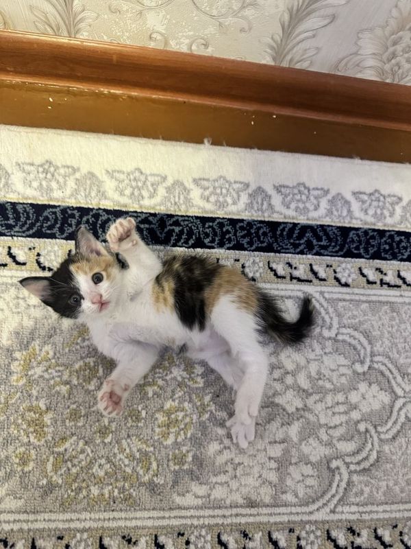 Котик Отдам в хорошие руки бесплатно Котик Отдам в хорошие руки бесплатно