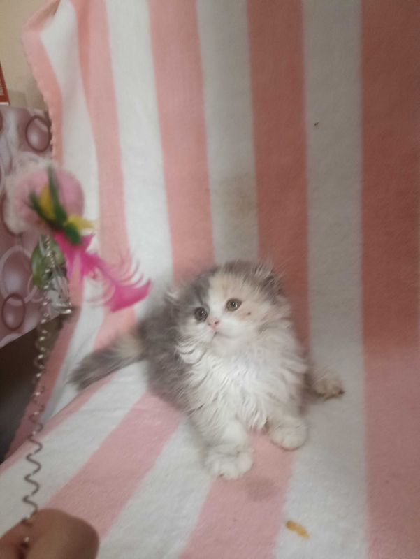 Породистый котёнок, девочка Породистый котёнок, девочка
