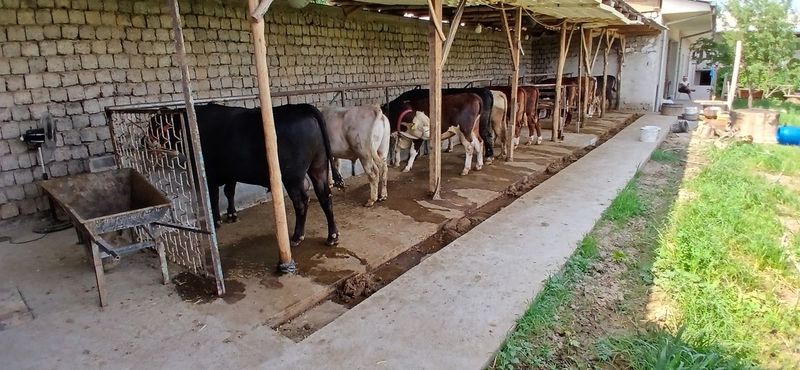 Yog'siz sifatli buqala bor qurbonlik un Yog'siz sifatli buqala bor qurbonlik un