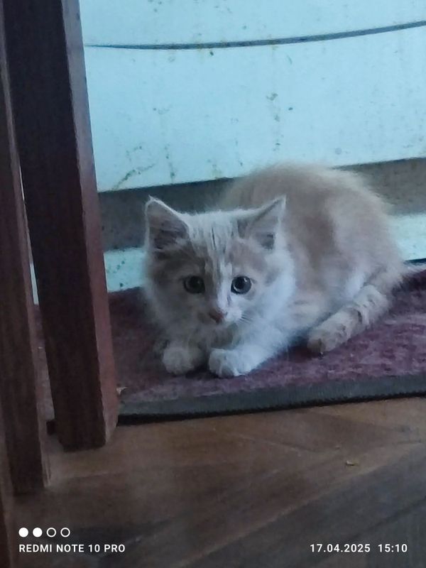 Продается котенок. Продается котенок.