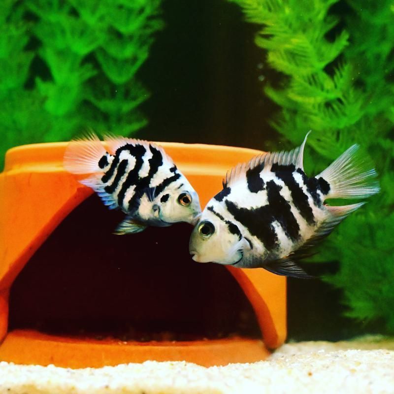 Panda parrot fish Panda parrot fish