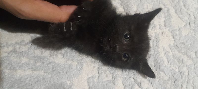 Котенок даром черный Котенок даром черный