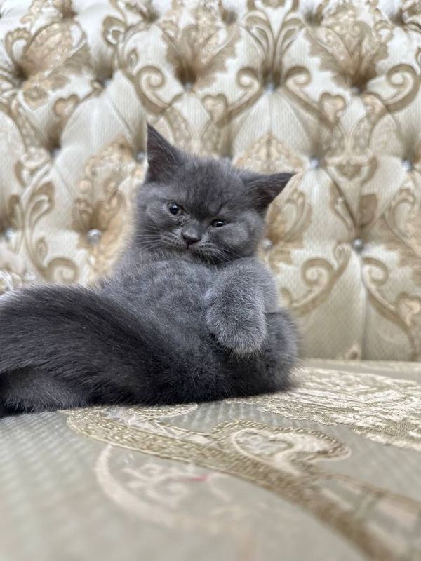 Котята не дорого