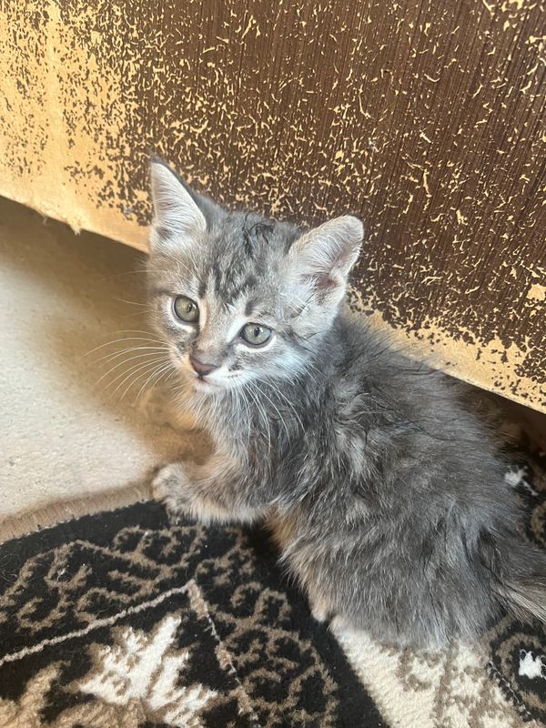 Котёнок Котёнок