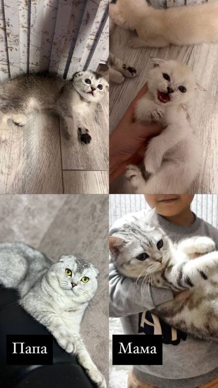 Продам котят шиншил — $90 Shinshilla mushukchalar — $90