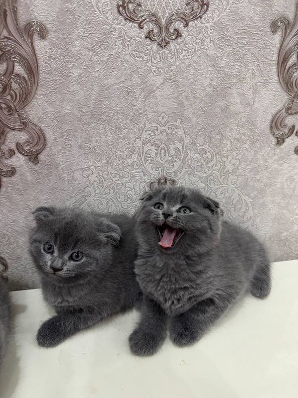 Продаются породистые котёнки (скоттиш страйт и скоттиш фолд) Продаются породистые котёнки (скоттиш страйт и скоттиш фолд)
