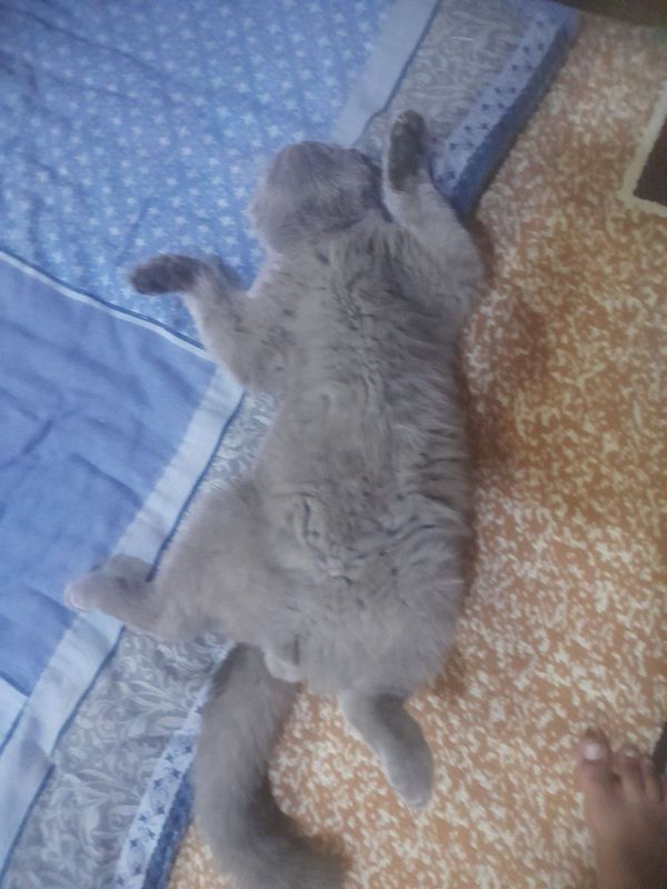 Zotlik aqilli mushuk Zotlik aqilli mushuk