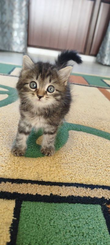 Котята пародистые Котята пародистые