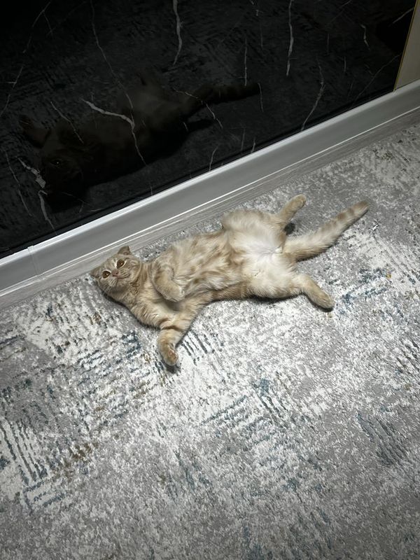 шотландская вислоухая кошка шотландская вислоухая кошка