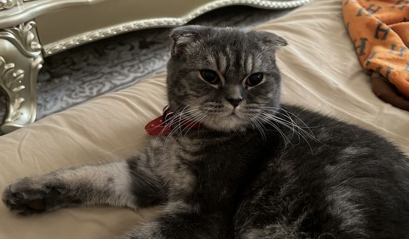 кошка скотш фолд кошка скотш фолд