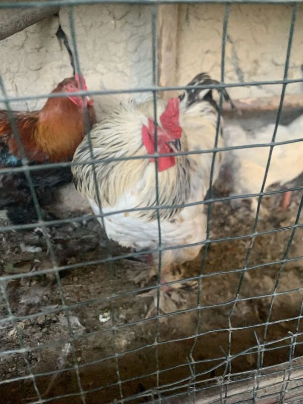 Xorozlar sotiladi 3 tasi bir joyda 250 dan
