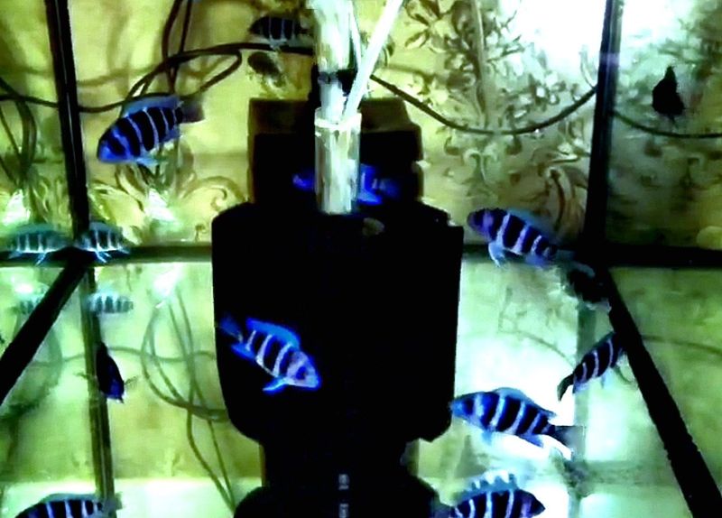 Продам мальков Cyphotilapia Gibberosa Blue Zaire Moba. Продам мальков Cyphotilapia Gibberosa Blue Zaire Moba.
