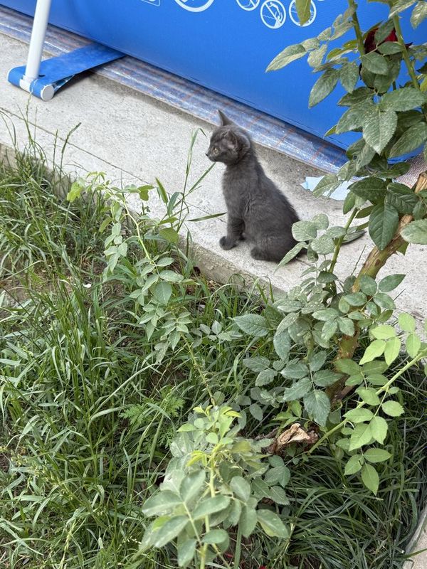 Котенок пепельного цвета, 2,5 месяца. Отдам в хорошие руки! Котенок пепельного цвета, 2,5 месяца. Отдам в хорошие руки!